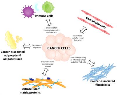 Tumour Microenvironment-Immune Cell Interactions Influencing Breast Cancer Heterogeneity and Disease Progression